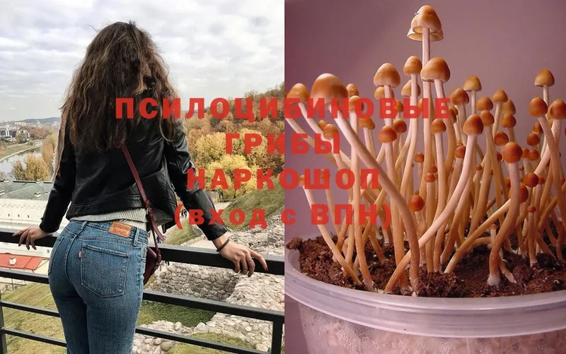 ссылка на мегу вход  Карачаевск  Галлюциногенные грибы Magic Shrooms  как найти наркотики 